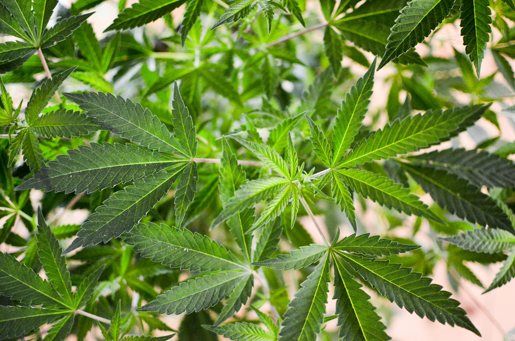 DEA Tells Congress It Has ‘Final Authority’ On Marijuana, Regardless Of Health Agency’s Schedule III Recommendation